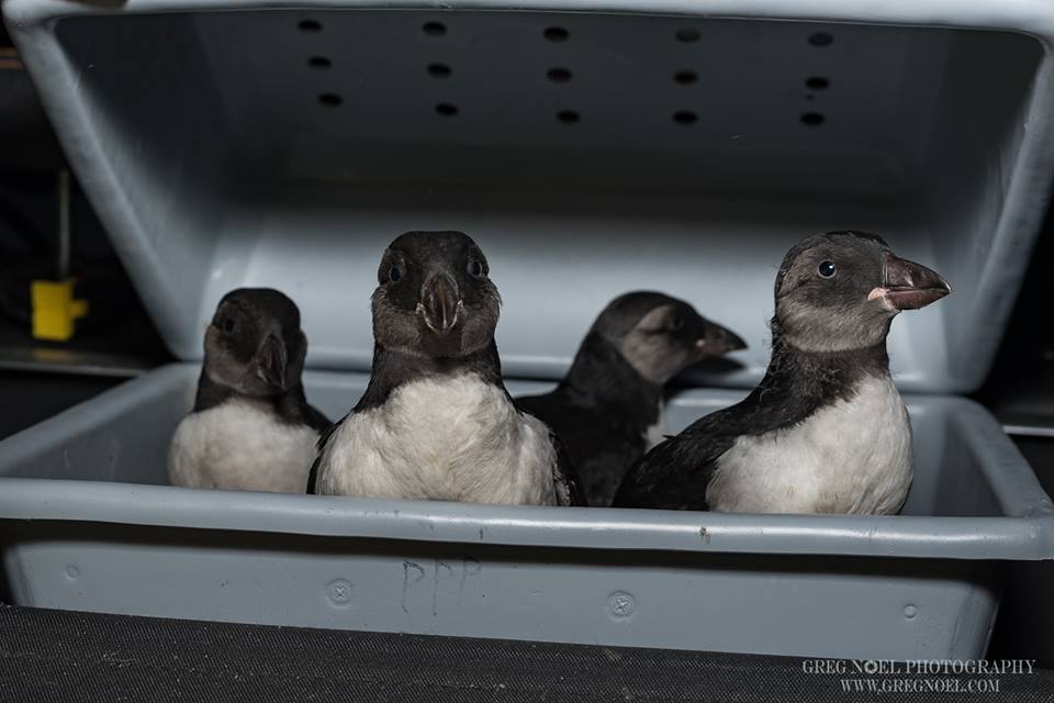 Puffins