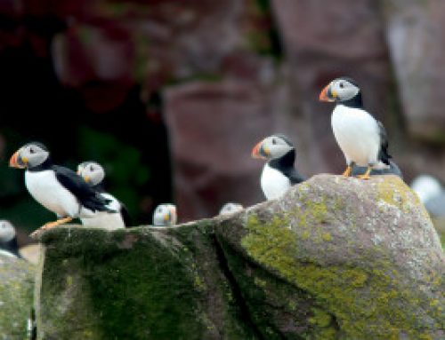 Birding Newfoundland