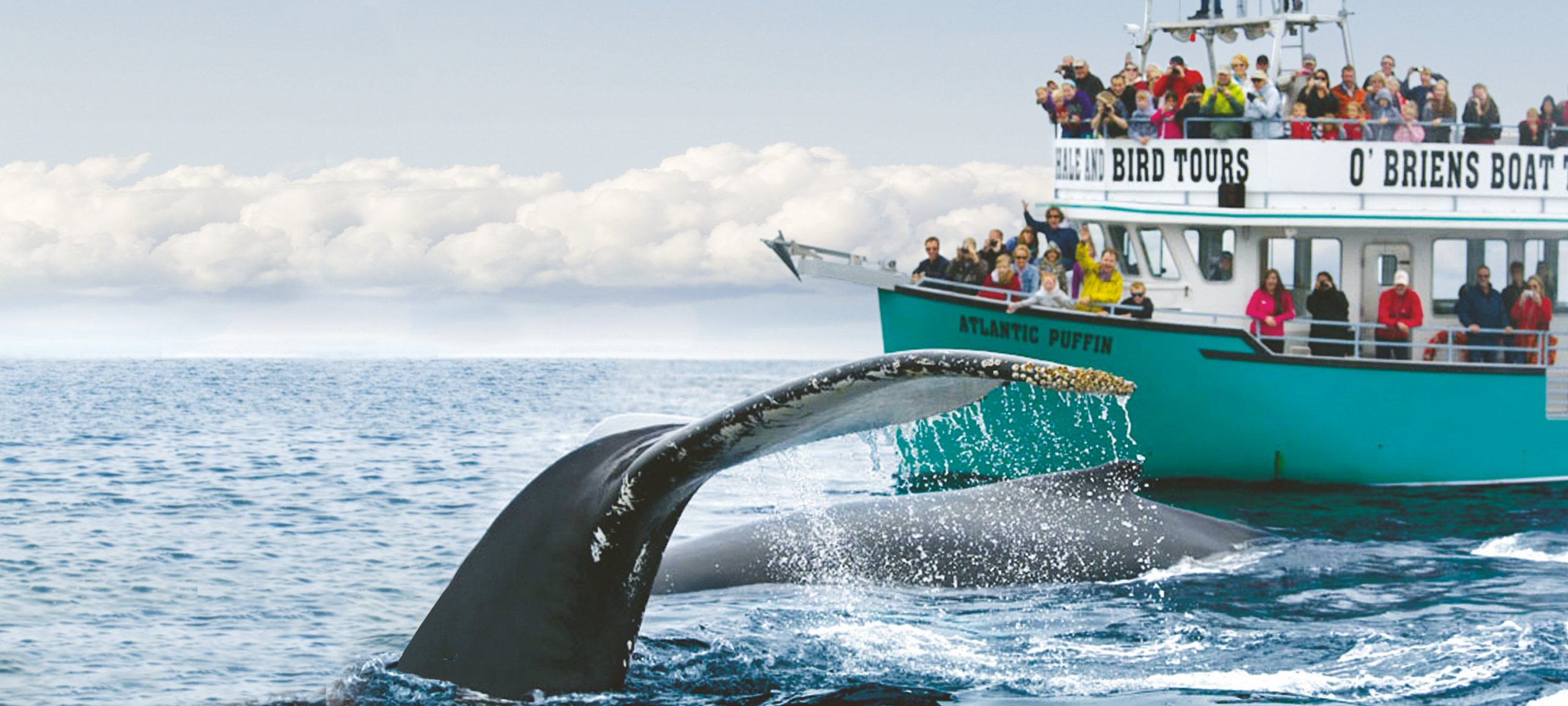 o'briens whale watching tours