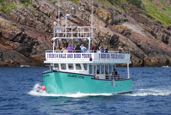 Whale Watching Boat Tour