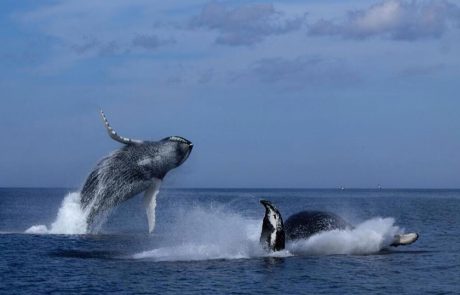 double-breach