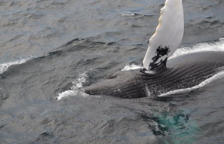 humpback-whale-fin-nl