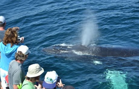 humpback-whale-tours-nl