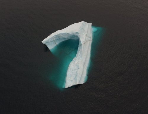 Whales, Birds and Bergs