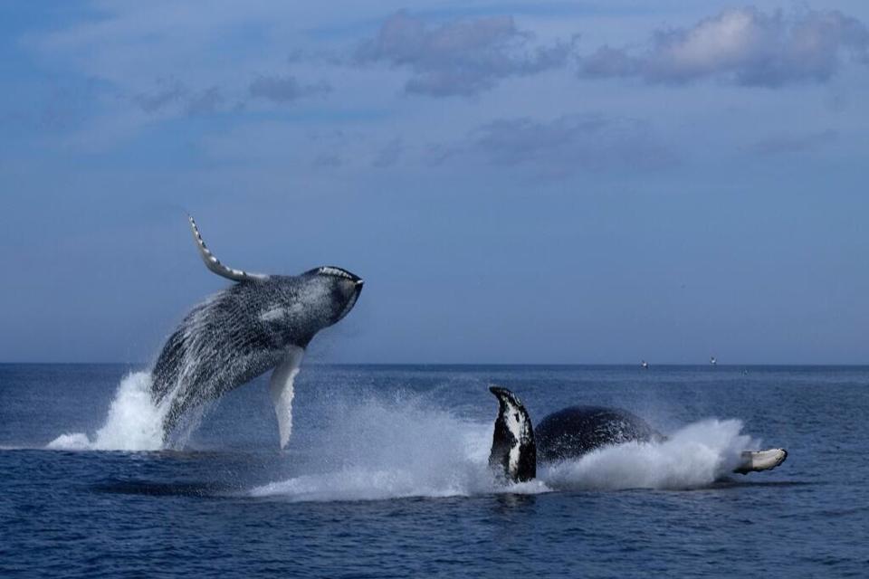 Jumping whales
