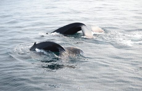 mother-and-calf-humpback-whale