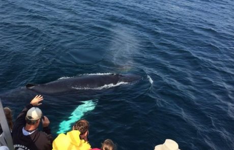 obriens-whale-watch-tours