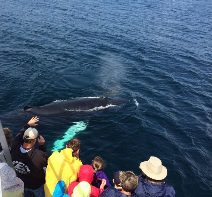o'brien's whale and bird tours