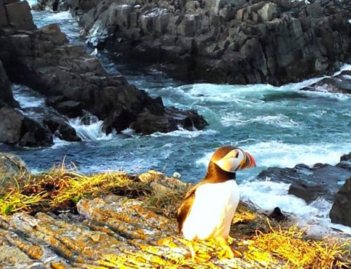 Puffins, Whales, and Screech: Solo in Newfoundland