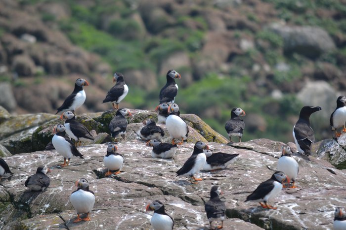 o'briens puffin tours