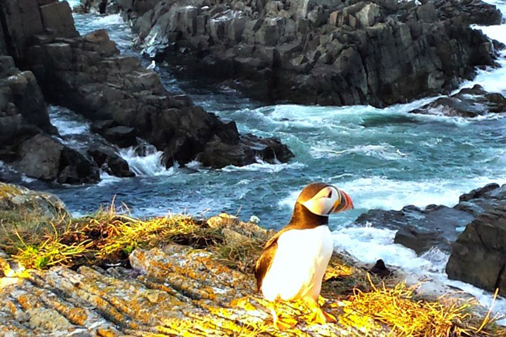 o'briens puffin tours