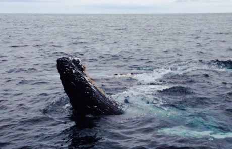 upclose-whale-watching-nl