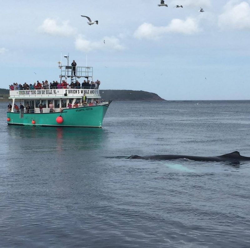 o'briens whale watching tours