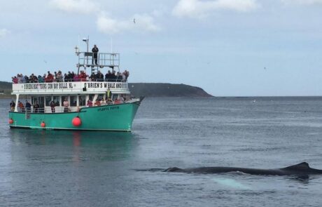 whale-watching-newfoundland-obriens