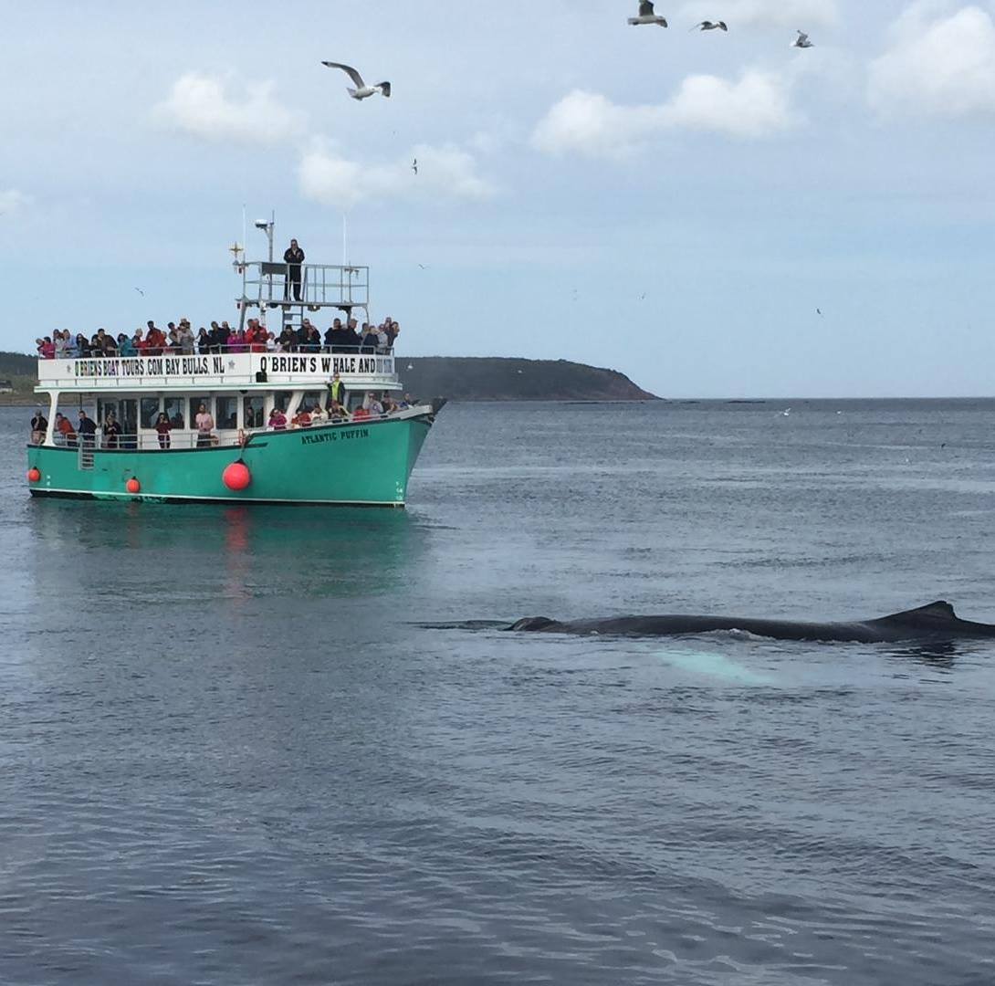 o'brien's whale and bird tours
