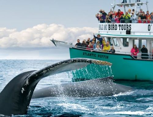 Newfoundland – It’s for the birds … and the whales and ‘bergs
