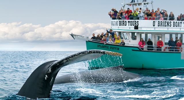 o'brien's whale and bird tours