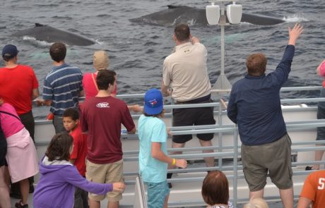 whale-watching-obriens-nl