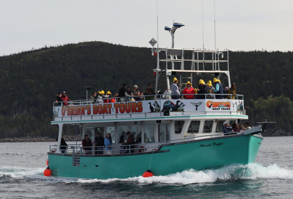 Whale Watching Boat Tour